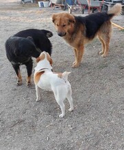 MATTI, Hund, Mischlingshund in Rumänien - Bild 8