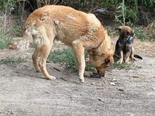 LENNY, Hund, Mischlingshund in Rumänien - Bild 11