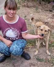 LENNY, Hund, Mischlingshund in Rumänien - Bild 3