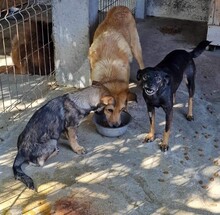 LENNY, Hund, Mischlingshund in Rumänien - Bild 6