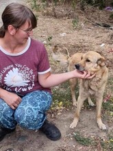 LENNY, Hund, Mischlingshund in Rumänien - Bild 8