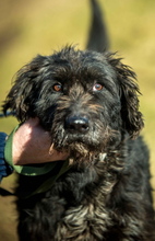 BADGER, Hund, Schnauzer-Mix in Ungarn - Bild 1