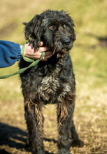 BADGER, Hund, Schnauzer-Mix in Ungarn - Bild 2