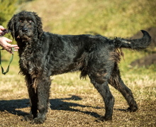 BADGER, Hund, Schnauzer-Mix in Ungarn - Bild 3