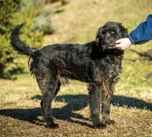 BADGER, Hund, Schnauzer-Mix in Ungarn - Bild 4