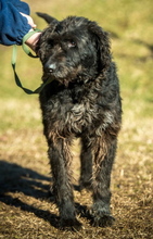 BADGER, Hund, Schnauzer-Mix in Ungarn - Bild 5