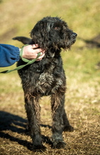 BADGER, Hund, Schnauzer-Mix in Ungarn - Bild 6