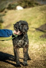 BADGER, Hund, Schnauzer-Mix in Ungarn - Bild 7