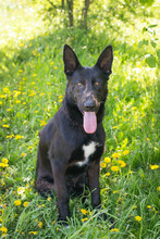 ERIC, Hund, Deutscher Schäferhund-Mix in Kroatien - Bild 1