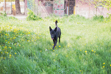 ERIC, Hund, Deutscher Schäferhund-Mix in Kroatien - Bild 2