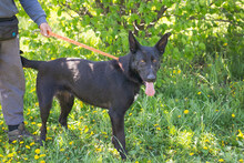 ERIC, Hund, Deutscher Schäferhund-Mix in Kroatien - Bild 3