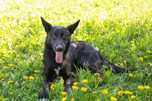 ERIC, Hund, Deutscher Schäferhund-Mix in Kroatien - Bild 4