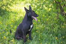 ERIC, Hund, Deutscher Schäferhund-Mix in Kroatien - Bild 5