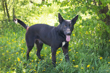 ERIC, Hund, Deutscher Schäferhund-Mix in Kroatien - Bild 6