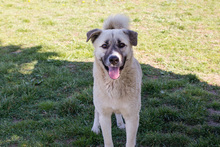 DEXTER, Hund, Kangal-Hirtenhund-Mix in Kroatien - Bild 1