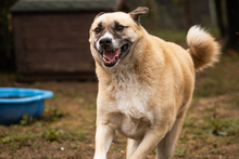 DEXTER, Hund, Kangal-Hirtenhund-Mix in Kroatien - Bild 2