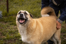 DEXTER, Hund, Kangal-Hirtenhund-Mix in Kroatien - Bild 3