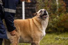 DEXTER, Hund, Kangal-Hirtenhund-Mix in Kroatien - Bild 4