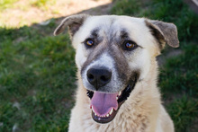 DEXTER, Hund, Kangal-Hirtenhund-Mix in Kroatien - Bild 5