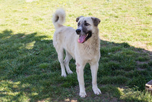 DEXTER, Hund, Kangal-Hirtenhund-Mix in Kroatien - Bild 6