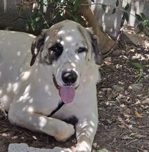 PITT, Hund, Mastin del Pirineos in Spanien - Bild 3