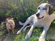 PITT, Hund, Mastin del Pirineos in Spanien - Bild 4