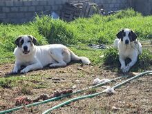 PITT, Hund, Mastin del Pirineos in Spanien - Bild 7