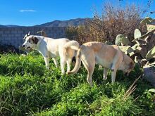 PITT, Hund, Mastin del Pirineos in Spanien - Bild 9