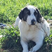 JOLIE, Hund, Mastin del Pirineos in Spanien - Bild 1