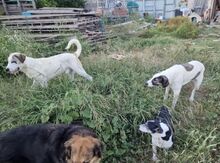 JOLIE, Hund, Mastin del Pirineos in Spanien - Bild 12