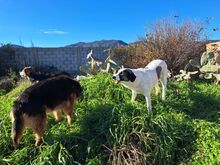 JOLIE, Hund, Mastin del Pirineos in Spanien - Bild 13