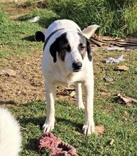 JOLIE, Hund, Mastin del Pirineos in Spanien - Bild 14