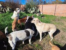 JOLIE, Hund, Mastin del Pirineos in Spanien - Bild 3