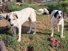 JOLIE, Hund, Mastin del Pirineos in Spanien - Bild 5