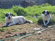 JOLIE, Hund, Mastin del Pirineos in Spanien - Bild 6