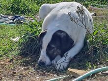 JOLIE, Hund, Mastin del Pirineos in Spanien - Bild 7