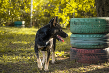 DUSTER, Hund, Mischlingshund in Kroatien - Bild 2