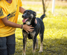 DUSTER, Hund, Mischlingshund in Kroatien - Bild 3