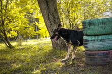 DUSTER, Hund, Mischlingshund in Kroatien - Bild 4