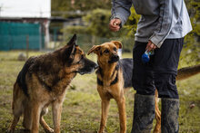 BETH, Hund, Mischlingshund in Kroatien - Bild 2