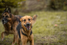 BETH, Hund, Mischlingshund in Kroatien - Bild 3