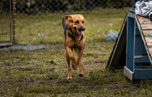 BETH, Hund, Mischlingshund in Kroatien - Bild 4