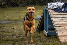 BETH, Hund, Mischlingshund in Kroatien - Bild 5