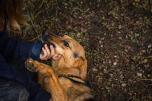 BETH, Hund, Mischlingshund in Kroatien - Bild 6