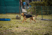 BETH, Hund, Mischlingshund in Kroatien - Bild 7