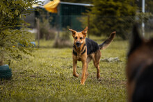 BETH, Hund, Mischlingshund in Kroatien - Bild 8