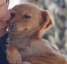 PANDA, Hund, Mischlingshund in Italien - Bild 19