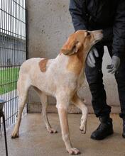 MOLLETTA, Hund, Mischlingshund in Italien - Bild 11