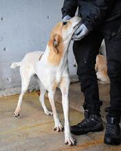 MOLLETTA, Hund, Mischlingshund in Italien - Bild 12