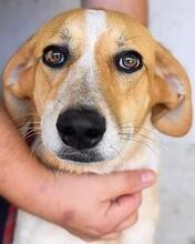 MOLLETTA, Hund, Mischlingshund in Italien - Bild 13